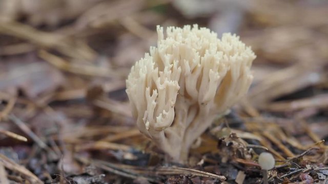 Coral Fungi Ramaria stricta on Woodland Floor