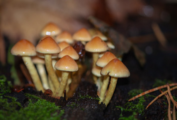 Mushroom in the forest. Poisonous mushrooms
