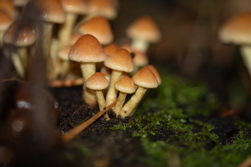 Mushroom in the forest. Poisonous mushrooms