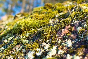 Moss on the rocks, Espoo, Finland