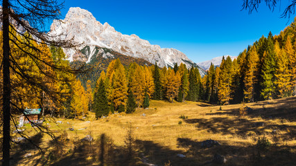 Autumn magic. The golden larches frame the magical colors of the woods in the Dolomites. Cortina d'Ampezzo. Italy