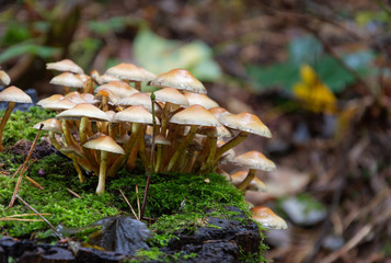 Mushroom in the forest. Poisonous mushrooms