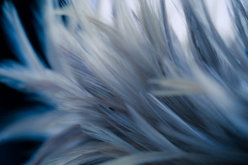 Blur styls and soft color of blue chickens feather texture for background