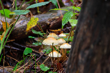 Mushroom in the forest. Poisonous mushrooms