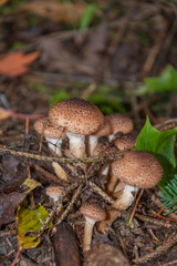 Mushroom in the forest. Poisonous mushrooms