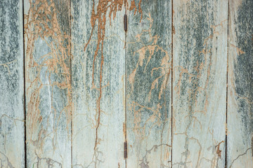 Damage wood wall by termite