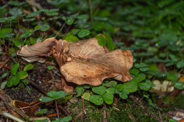 Mushroom in the forest. Poisonous mushrooms