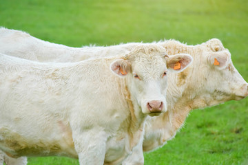 Charolais cows grazing