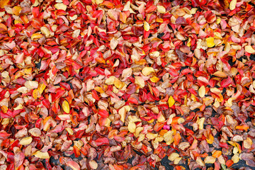 Autumn leaves background