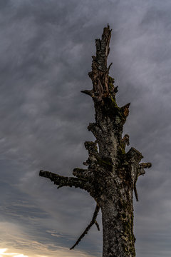 Abgestorbener Baum unter dramatischem Wolkenhimmel