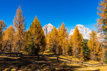 Autumn magic. The golden larches frame the magical colors of the woods in the Dolomites. Cortina d'Ampezzo. Italy