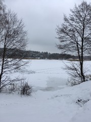 Winter landscape with trees