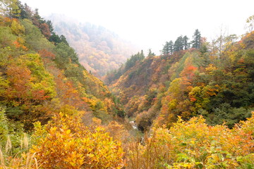 Obraz premium 紅葉