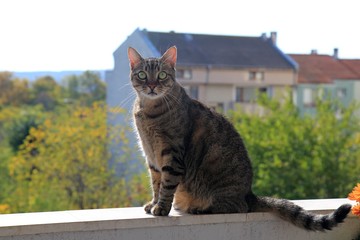 Domestic cat on the balcony