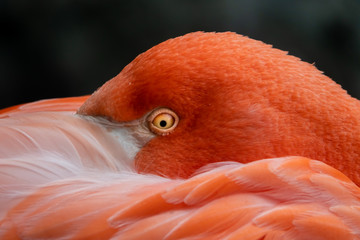 Roter flamingo Focus Auge