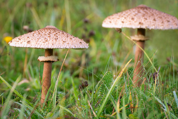 Mushrooms in the grass. Poisonous mushrooms