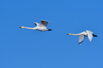Singschwäne im Flug