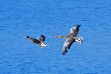Graugänse im Frühjahr im Flug