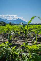 Sonnenblumenpflanze und Maispflanze