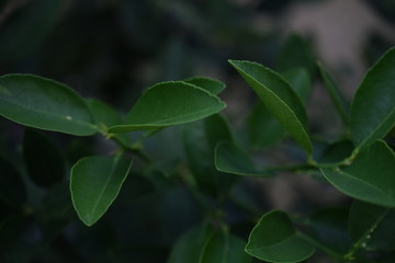 lemon tree leaves with dark and blurred background