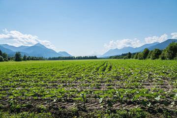 Sonnenblumenpflanzen