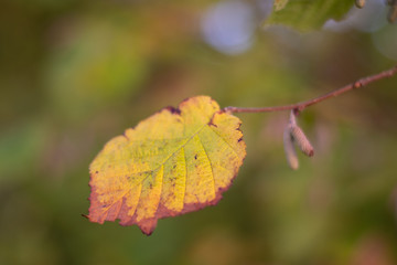 Yellow leaf on a green background.  Autumn leaves