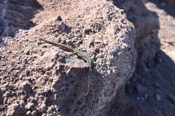small lizards on a stone - can bes used as a background