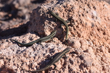 small lizards on a stone - can bes used as a background