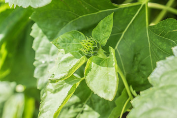 Sonnenblumen Knospe
