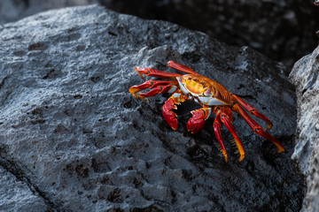 Red Galapagos Crab