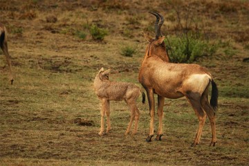 Red hartebeest, Alcelaphus buselaphus caama or Alcelaphus caama with a small baby walking in dry Kalahari sand in Kalahari desert, dry grass in background.