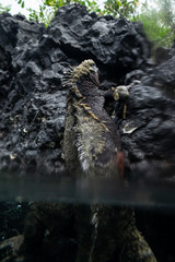 Iguana climbing out of the water