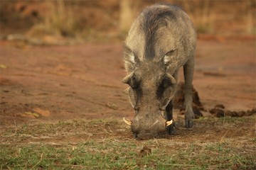 The common warthog (Phacochoerus africanus) going to the waterhole in evening sun. Red sand in Kalahari desert in background.