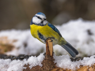 Blue Tit