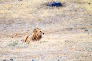 Lion on Ngorongoro Conservation Area crater, Tanzania