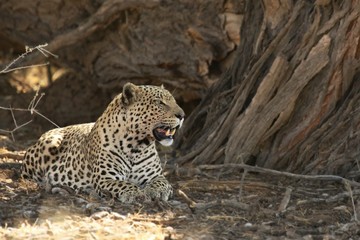 The African leopard (Panthera pardus pardus) after hunt with death wildebeest in dry sand in Kalahari desert. 