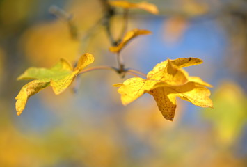 Herbstimpressionen