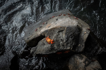 Red galapagos crabs © Anton Blanke