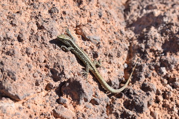 small lizards on a stone - can bes used as a background