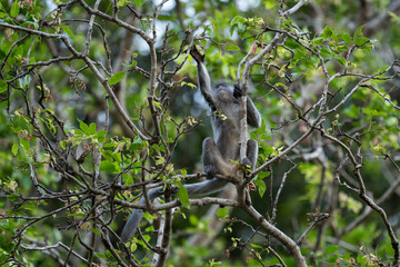 Silberner Haubenlangur (Trachypithecus cristatus). Gesehen im Bako National Park, Sarawak, Borneo.