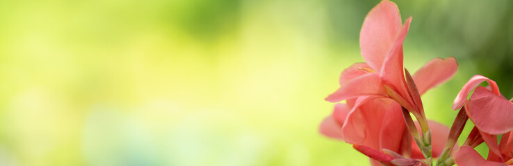 Nature of flower in garden using as cover page background natural flora wallpaper or template brochure landing page design