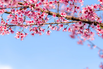 Obraz premium Beautiful Wild Himalayan Cherry(Prunus cerasoides) on blue sky background
