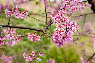 Fototapeta na wymiar Beautiful Wild Himalayan Cherry (Prunus cerasoides) on green background