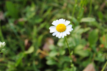 daisy in green grass