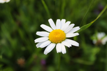 daisy in the grass