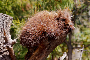 North American Porcupine, Erethizon dorsatum