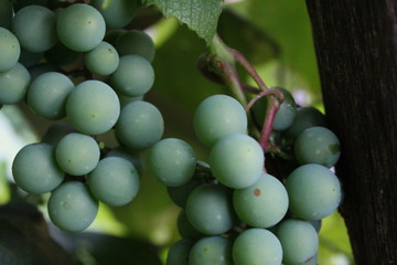 grapes