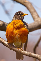Robin Redbreast