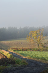 Naklejka premium 美瑛 朝霧と田園