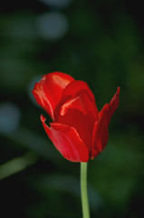 Red tulip ( genus Tulipa )